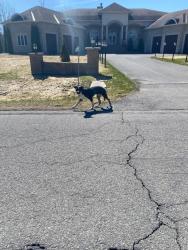 Found/Stray Unknown Dog last seen Near Elkwood Drive and Reindeer Way, Ottawa, ON K4P 1P6