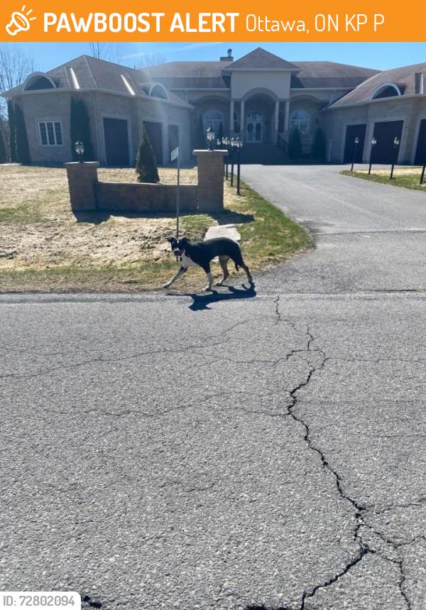 Found/Stray Unknown Dog last seen Near Elkwood Drive and Reindeer Way, Ottawa, ON K4P 1P6