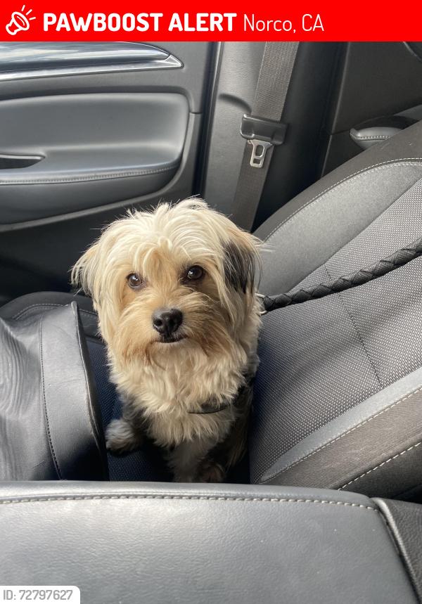 Lost Male Dog last seen Fifth and hamner ave, Norco, CA 92860