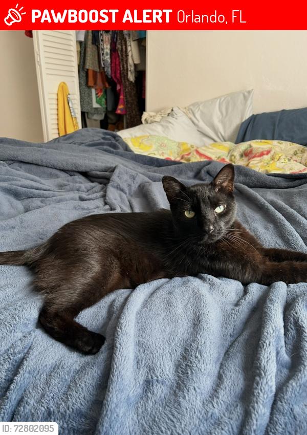 Lost Male Cat last seen Neighborhood off beggs rd in Lockhart, Orlando, FL 32810