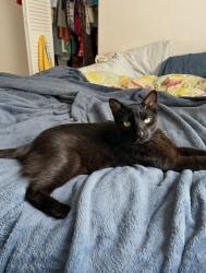 Lost Male Cat last seen Neighborhood off beggs rd in Lockhart, Orlando, FL 32810