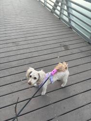 Lost Female Dog last seen Blanchard st / N Evergreen ave 90033, Los Angeles, CA 90033