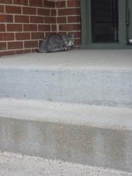 Found/Stray Male Cat last seen Oakdale Ave , West Saint Paul, MN 55118