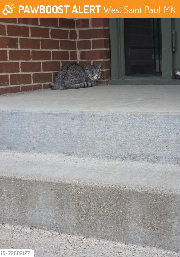 Found/Stray Male Cat last seen Oakdale Ave , West Saint Paul, MN 55118