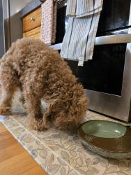 Found/Stray Male Dog last seen Raby Road, Little Creek, DE 19901