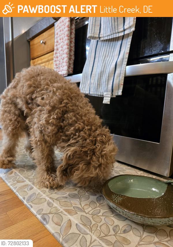 Found/Stray Male Dog last seen Raby Road, Little Creek, DE 19901