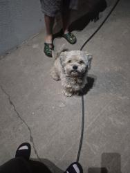 Found/Stray Male Dog last seen Thomas rd, Phoenix, AZ 85033