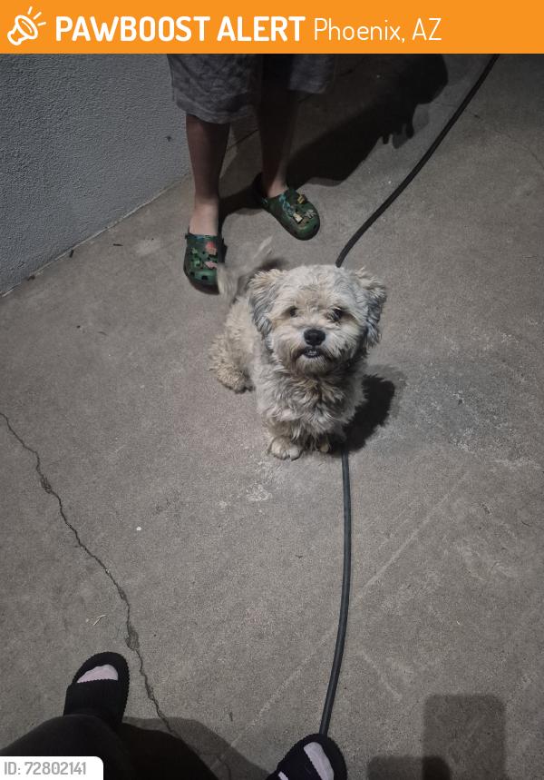 Found/Stray Male Dog last seen Thomas rd, Phoenix, AZ 85033
