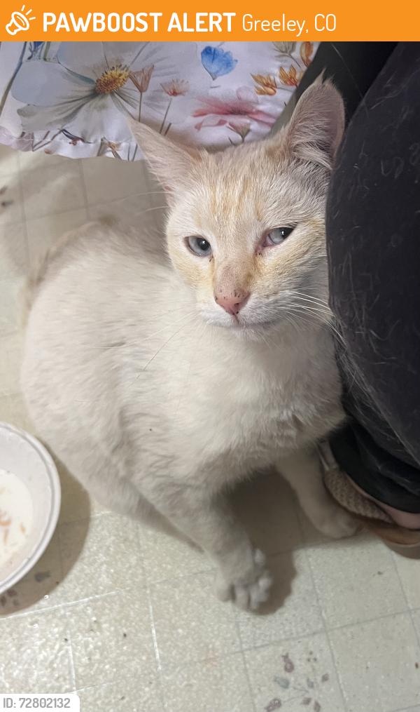 Found/Stray Female Cat last seen Near ave 18 st, Greeley, CO 80631