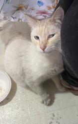 Found/Stray Female Cat last seen Near ave 18 st, Greeley, CO 80631