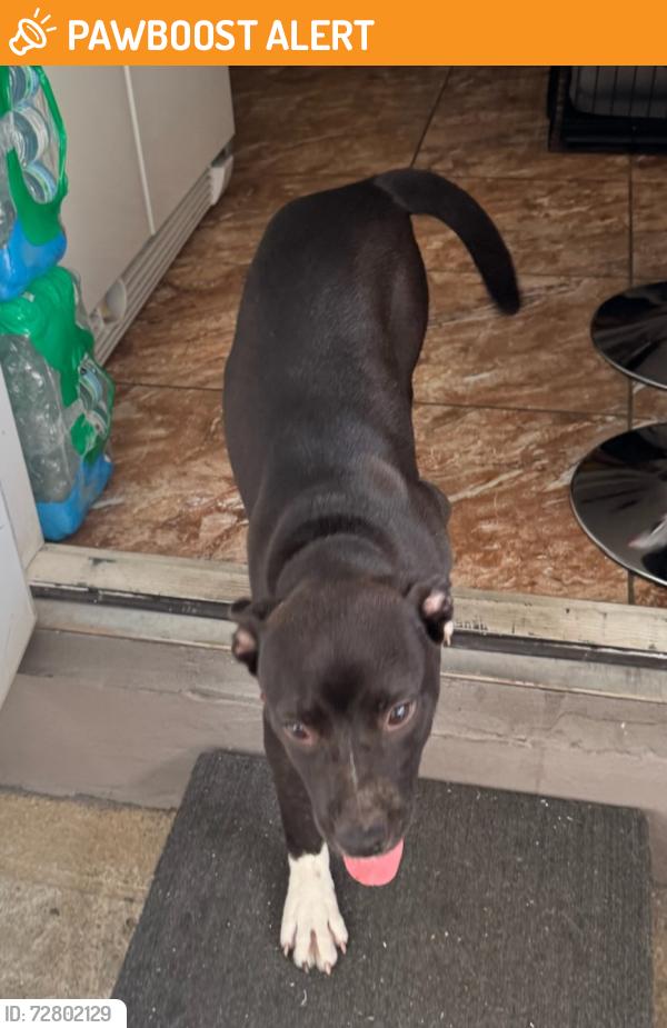 Found/Stray Female Dog last seen off 122nd Ave. between S.W. 8th St. & Coral Way, Miami-Dade County, FL 33155