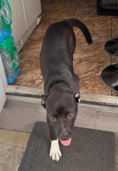 Found/Stray Female Dog last seen off 122nd Ave. between S.W. 8th St. & Coral Way, Miami-Dade County, FL 33155