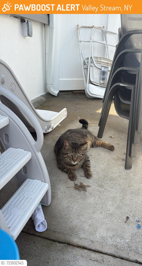 Found/Stray Unknown Cat last seen Near Horton ave and dollar tree on merrick, Valley Stream, NY 11582