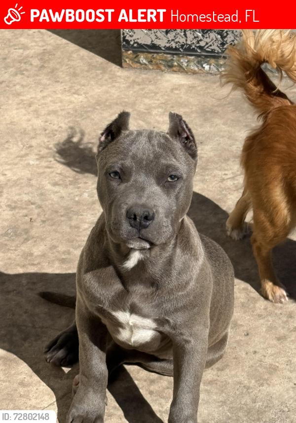 Lost Female Dog last seen By 200 & 117th she was last seen., Homestead, FL 33032