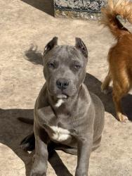 Lost Female Dog last seen By 200 & 117th she was last seen., Homestead, FL 33032