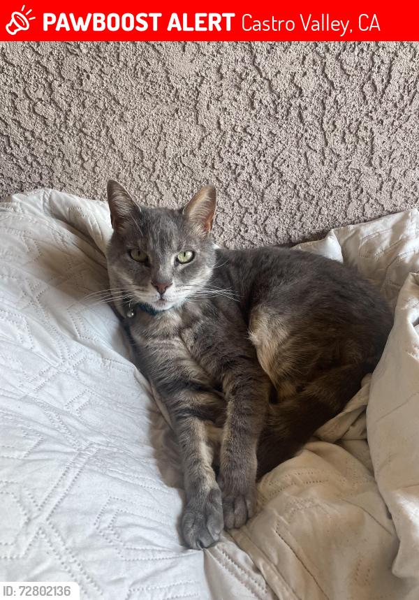 Lost Male Cat last seen Seven Hills & Walnut Rd, Castro Valley, CA 94546
