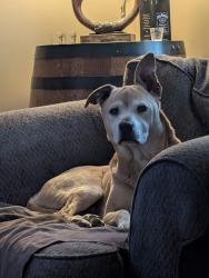 Lost Male Dog last seen 143rd and cottonwood Dr , Olathe, KS 66062