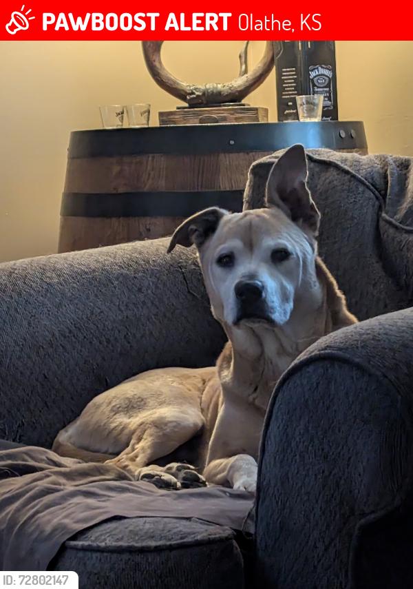 Lost Male Dog last seen 143rd and cottonwood Dr , Olathe, KS 66062