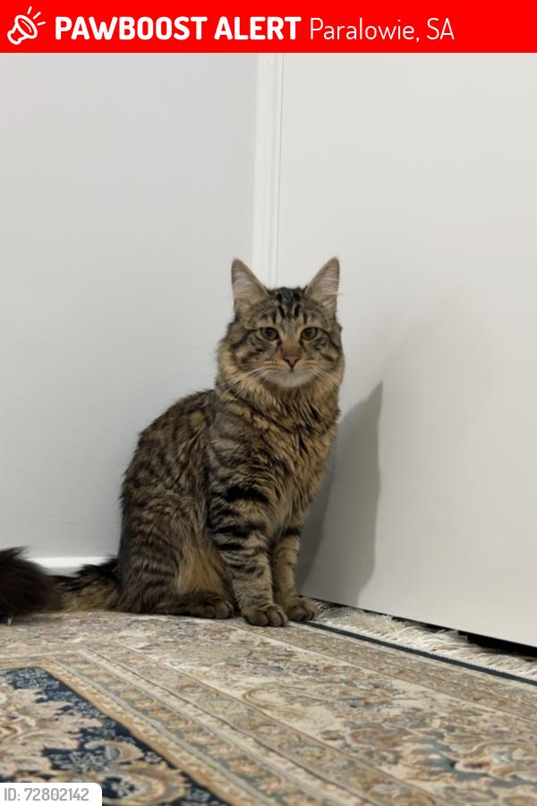 Lost Male Cat last seen Brando court Paralowie 5108, Paralowie, SA 5108