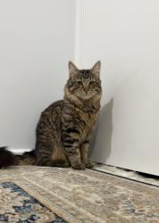 Lost Male Cat last seen Brando court Paralowie 5108, Paralowie, SA 5108