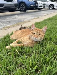 Found/Stray Male Cat last seen Vista Condominums/Zone 6 (KU Booth parking lot), Kansas City, KS 66101