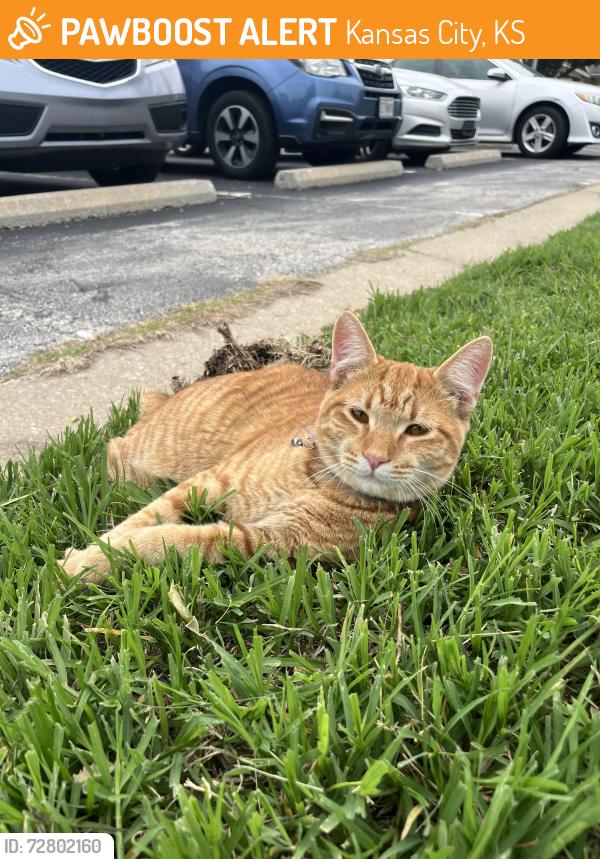 Found/Stray Male Cat last seen Vista Condominums/Zone 6 (KU Booth parking lot), Kansas City, KS 66101