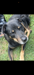 Lost Male Dog last seen Salina , Syracuse, NY 13205