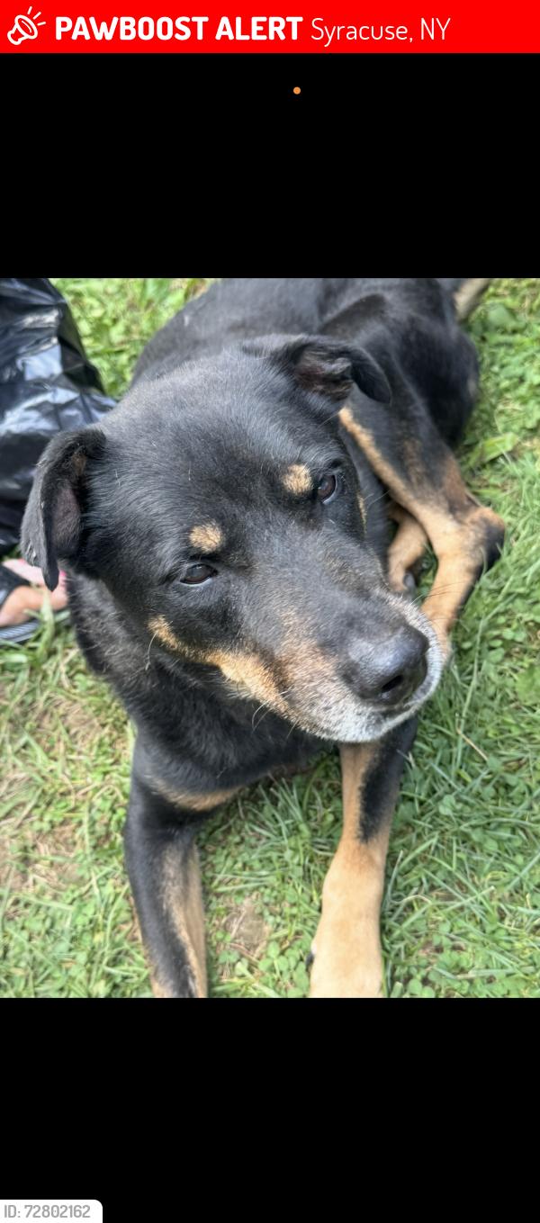 Lost Male Dog last seen Salina , Syracuse, NY 13205