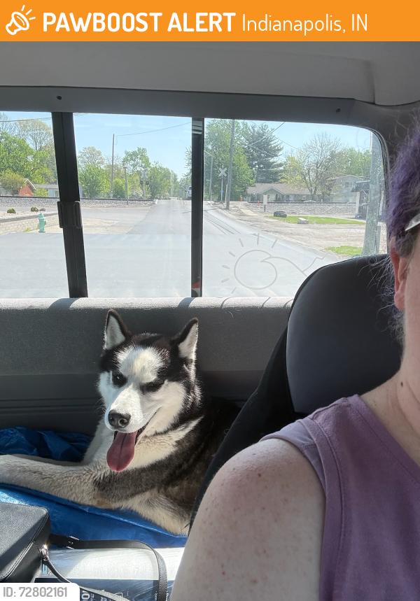 Found/Stray Male Dog last seen S state ave, Indianapolis, IN 46227