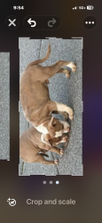 Lost Male Dog last seen 301$ Holly Hills , Walls, MS 38680