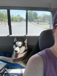 Found/Stray Male Dog last seen S state ave, Indianapolis, IN 46227