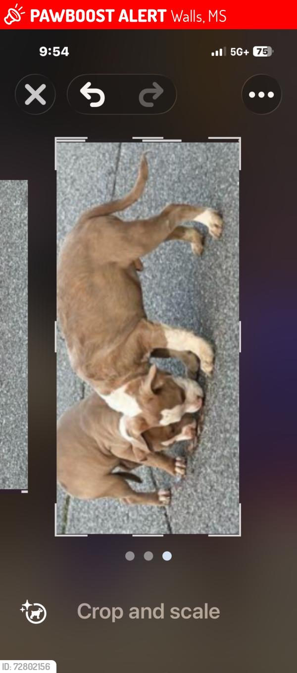 Lost Male Dog last seen 301$ Holly Hills , Walls, MS 38680