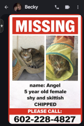 Lost Female Cat last seen 222nd and Yuma, Buckeye, AZ 85326
