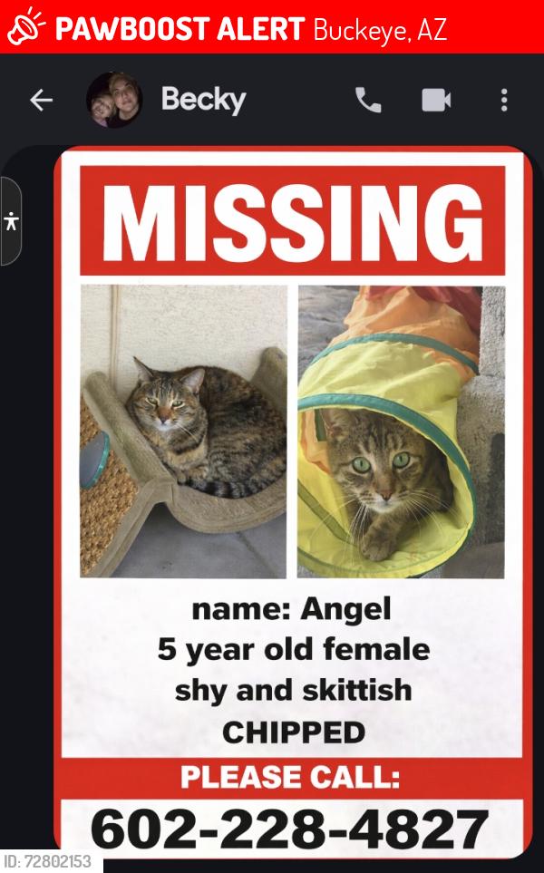 Lost Female Cat last seen 222nd and Yuma, Buckeye, AZ 85326