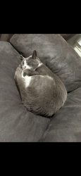 Lost Female Cat last seen Snook st and Bordelon st, San Diego, CA 92124