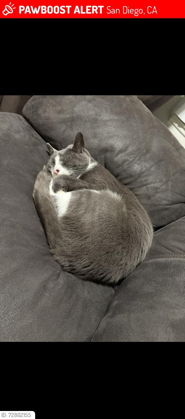 Lost Female Cat last seen Snook st and Bordelon st, San Diego, CA 92124