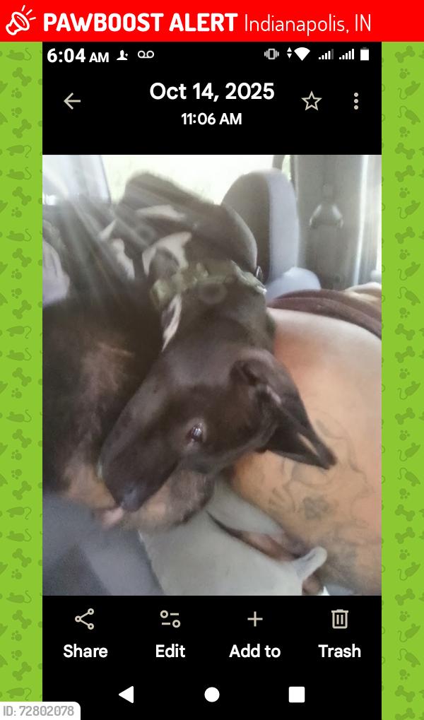 Lost Male Dog last seen Stop 10 and Madison ave , Indianapolis, IN 46201