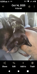 Lost Male Dog last seen Stop 10 and Madison ave , Indianapolis, IN 46201