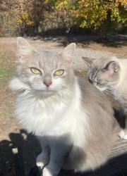 Lost Female Cat last seen Near Andkoo Rd. Baxter, TN, Baxter, TN 38544