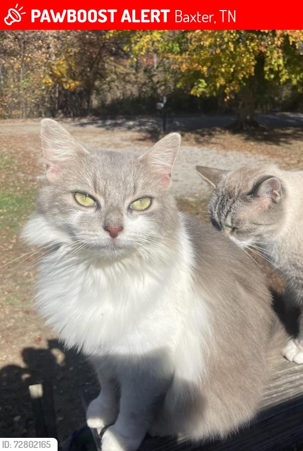 Lost Female Cat last seen Near Andkoo Rd. Baxter, TN, Baxter, TN 38544