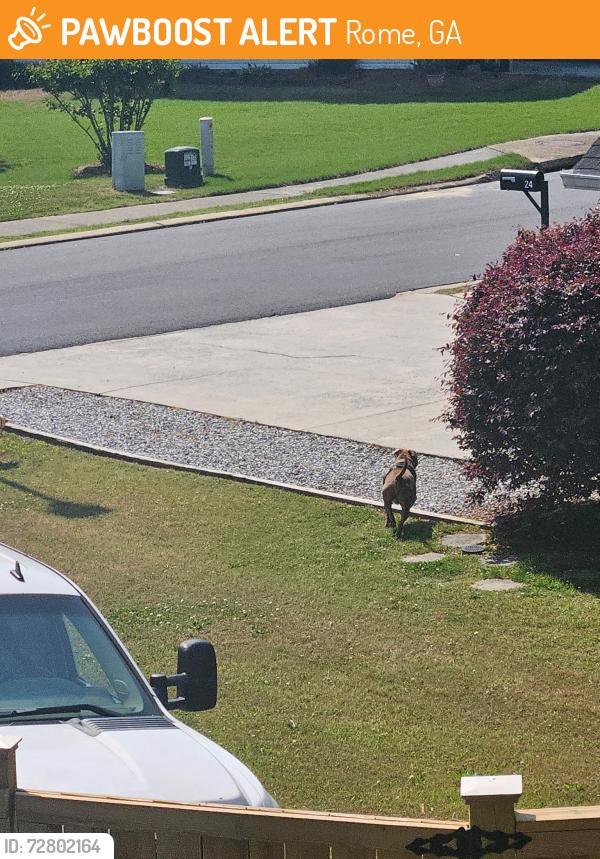 Found/Stray Unknown Dog last seen Honeytree trail Rome, ga, Rome, GA 30165