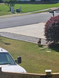 Found/Stray Unknown Dog last seen Honeytree trail Rome, ga, Rome, GA 30165