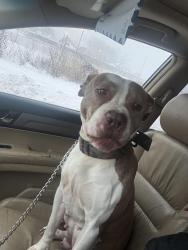 Lost Female Dog last seen Genessee st.   Dr Samuel mcree way, Rochester, NY 14611