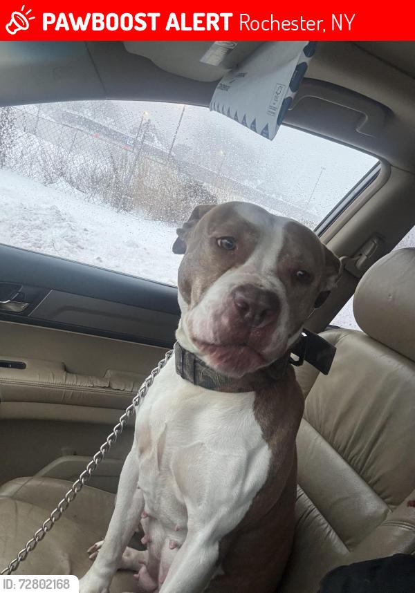 Lost Female Dog last seen Genessee st.   Dr Samuel mcree way, Rochester, NY 14611