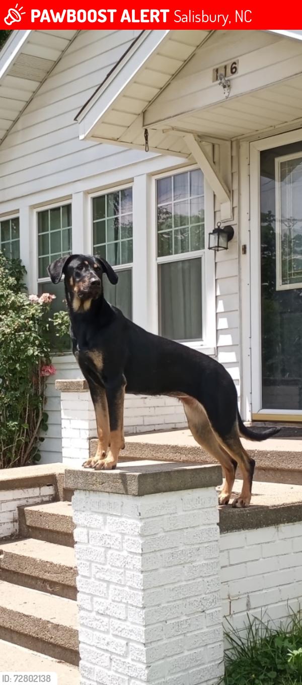 Lost Female Dog last seen Last seen running dough from Statesville blvd to the railroad tracks, Salisbury, NC 28147