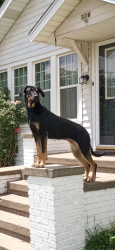Lost Female Dog last seen Last seen running dough from Statesville blvd to the railroad tracks, Salisbury, NC 28147