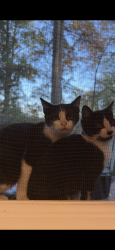 Lost Male Cat last seen Parkview Southwest , Fort Wayne, IN 46804