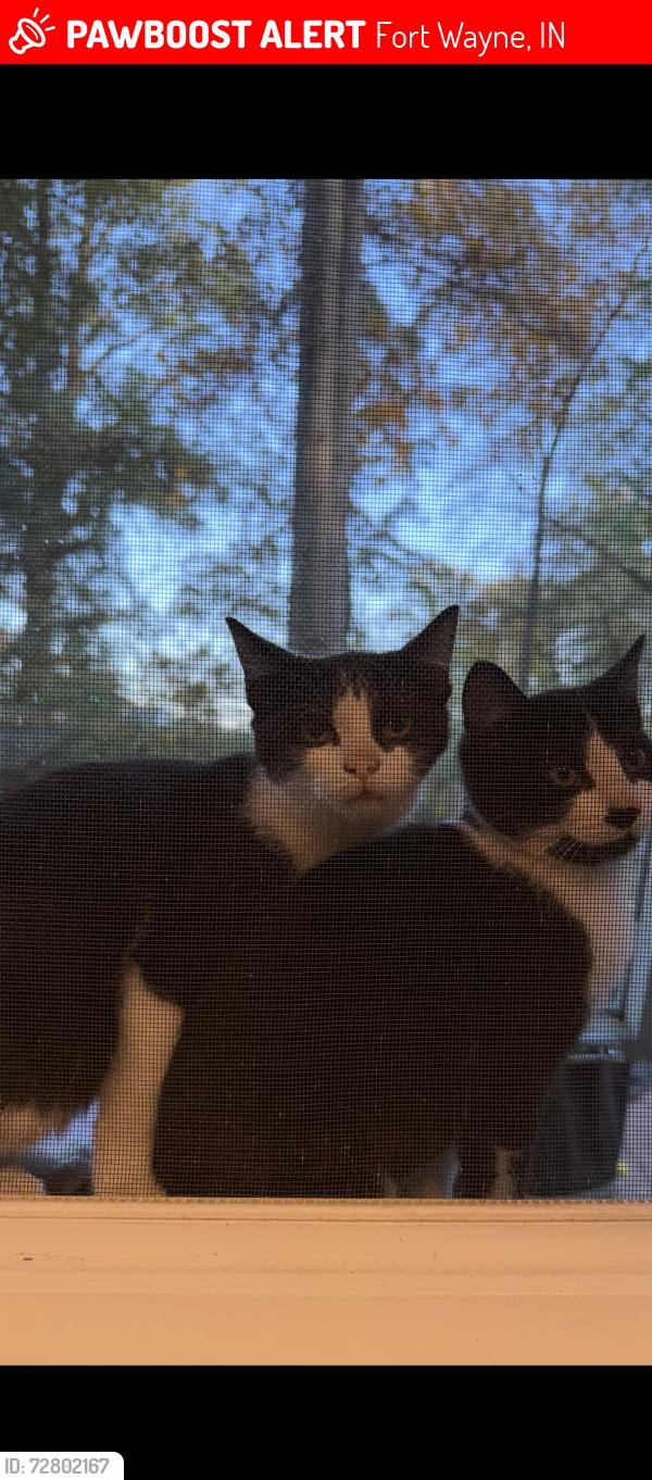 Lost Male Cat last seen Parkview Southwest , Fort Wayne, IN 46804