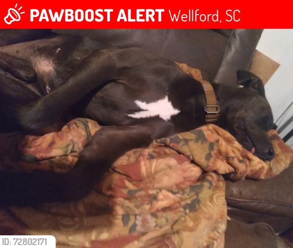 Lost Male Dog last seen Fairhill drive wellford sc, Wellford, SC 29385