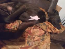 Lost Male Dog last seen Fairhill drive wellford sc, Wellford, SC 29385